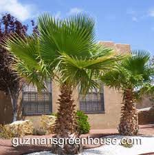 A newly planted mexican fan palm can be deeply watered and allowed to dry between watering. Care Of Palm Trees Caring For Palms Guzmansgreenhouse Com