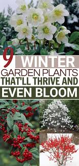 Pin On Garden Ideas For Beginners