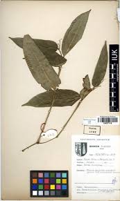 Image result for Marantochloa