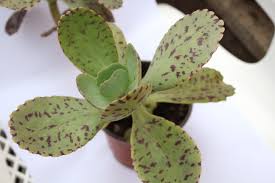 Kalanchoe Marmorata Succulents Plants Growing Succulents