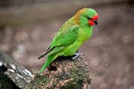 What is the life span of an indian ringneck parrot? 25 Different Types Of Green Parrots With Pictures