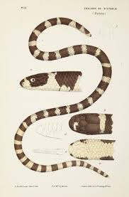 Black And White Diamond Pattern Snake The Black And White Ringed Snake Bandy Bandy Vermicella Annulata Antique Print Map Room Snake Black And White Rings Natural History