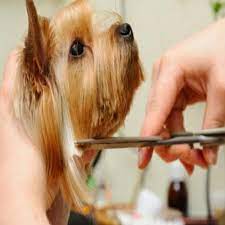 Our professionals come to you with our 24*7 pet care door to door services. Dog Grooming Services In Hyderabad