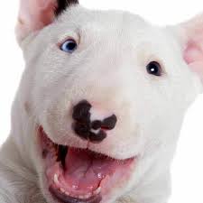 Stream Johnny Mora music