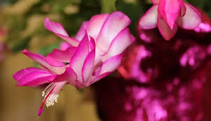 Para ello, te voy a explicar cómo hacer que un cactus florezca. Como Cultivar Cactus De Navidad En Un Paso A Paso
