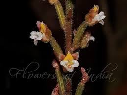 Image result for Hetaeria