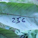 Image result for Anthonotha macrophylla