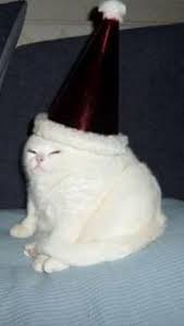 Meow Irl Meow Irl Cute Cat Memes Funny Profile Pictures Cat Pfp