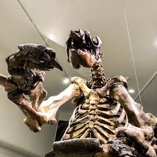 Check spelling or type a new query. Fossilized Bones Of A Giant Ground Sloth Were Found In Daytona In 1975
