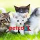 Caturday at Petco event image