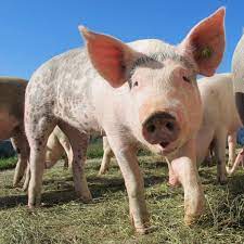 A lot of individuals admittedly had a hard t. Pigs Quiz Questions And Answers Free Online Printable Quiz Without Registration Download Pdf Multiple Choice Questions Mcq