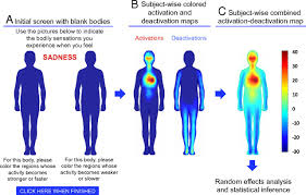 Bodily Maps Of Emotions Pnas