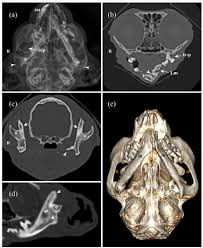 Caudal And Middle Segmental Mandibulectomies For The Treatment Of Unilateral Temporomandibular Joint Ankylosis In Cats