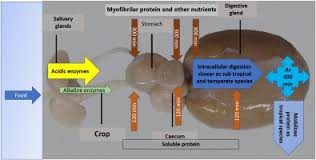 We did not find results for: Digestive Enzymes And Timing Of Digestion In Octopus Vulgaris Type Ii Sciencedirect