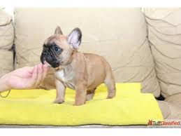 (read our interview with our french bulldog breeder ali here.) because french bulldogs are one of the most popular dogs in the world and the demand for them has grown exponentially does any one know of legit breeders in colorado. French Bulldog Puppies For Adoption Dogs For Sale In Anton Co Colorado