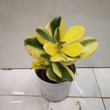 Jade plant flowers for sale. Variegated Jade Plant Crassula Ovata Nursery Buy