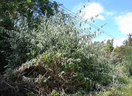 Image result for Buddleja madagascariensis