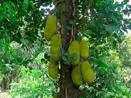 This cultivar is common in some parts of the southeastern united states, but not in florida. Jackfruit Nangka Backpacking Malaysia