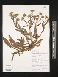 Image result for Senecio cryphiactis