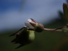 Image result for Oldenlandia lancifolia