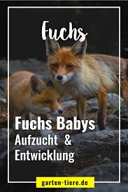 By using this site, you agree to the use of cookies by flickr and our partners as described in our cookie policy. Aufzucht Und Entwicklung Von Fuchsen In 2021 Fuchs Fuchs Baby Fuchswelpen