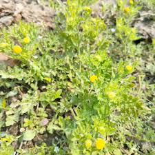 Image result for Grangea maderaspatana