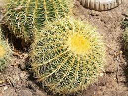 I have four golden barrel cacti (echinocactus grusonii) in front of my house that are over 40 years old. Echinocactus Grusonii Golden Barrel 27 28 Circumf Large Cactus And Succulents Cactus Echinocactus Grusonii Cactus And Succulents Succulents