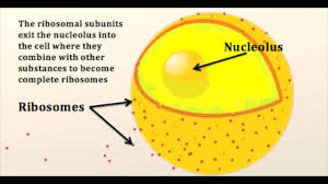 The nucleolus has an implied or indirect role in the synthesis of protein by producing ribosomes. What Is A Nucleolus Youtube