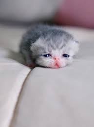 Pin On I Love Cats