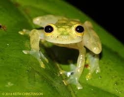 Image result for glass frog