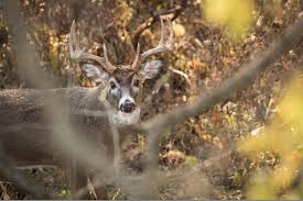 Public Land Hunting | Washington County, PA