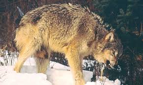 Wolf Country The Pack Body Postures And Social Structure