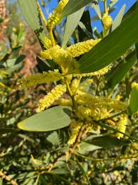 Image result for Acacia longifolia