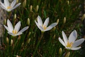 「タマスダレ 花言葉」の画像検索結果