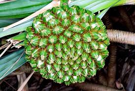 Image result for Pandanus utilis