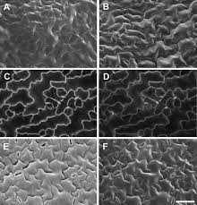 Electron microscopes have much greater resolving power than light microscopes and can obtain much higher magnifications. Cell Surface And Cell Outline Imaging In Plant Tissues Using The Backscattered Electron Detector In A Variable Pressure Scanning Electron Microscope Plant Methods Full Text
