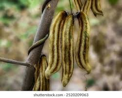 Image result for Mucuna poggei