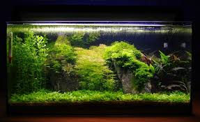 Sjwy3 Jpg 1000 611 Aquarium Amazing Aquariums Aquascape Aquarium