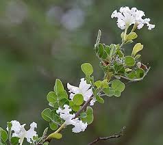 Image result for Dolichandrone alba