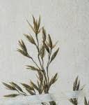 Image result for Danthoniopsis pruinosa