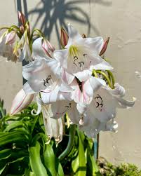 Image result for Crinum macowanii