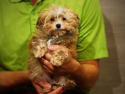 Maybe you would like to learn more about one of these? Morkie Puppies Petland Iowa City