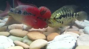 Flowerhorn Cichlid Care Size Lifespan Tankmates Feeding