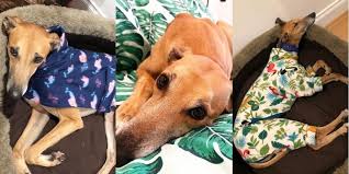 Check spelling or type a new query. We Chat To A Greyhound Owner On Why Adopting Is A Must Glam Adelaide