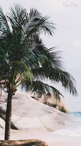 Enjoy and share your favorite beautiful hd wallpapers and background images. Palme Strand Summer Wallpaper Iphone 16 Duni Cheri