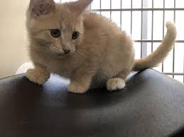 These cat care societies are often funded by donations or sponsorships. Animal Experts React As Lawmakers Debate On Declawing Cats Bill News Westernmassnews Com