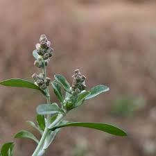 Image result for Gnaphalium polycaulon
