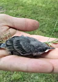 Then, make sure that the rehabilitator is going to take the bird. How To Help Baby Birds That Fall Out Of Their Nest 3 Simple Steps From Walking In High Cotton Baby Bird Birds Baby Bird In Nest