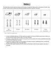 Students compare the bones of a chicken to those of its dinosaur relatives at key nodes of the tree, to pinpoint some of the accompanying worksheet guides students' exploration of the click & learn. Comparative Anatomy And Embryology Stations Pdf Station 1 The Table Below Shows A Series Of Skulls And Forelimbs Of Organisms Believed To Be Ancestors Course Hero