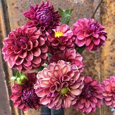 Pin On Cut Flower Garden
